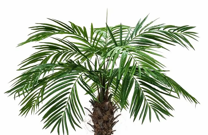 Blad i lösvikt till Phoenix palm tree luxor, plant